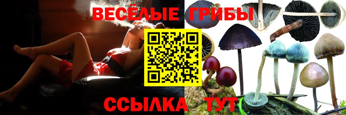 Псилоцибиновые грибы Psilocybe Лесосибирск
